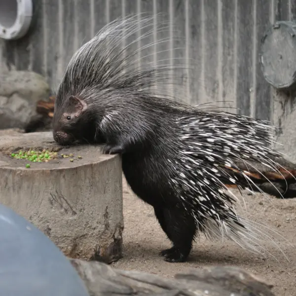 An image of a Cape Porcupine, eating seeds off a tree stump