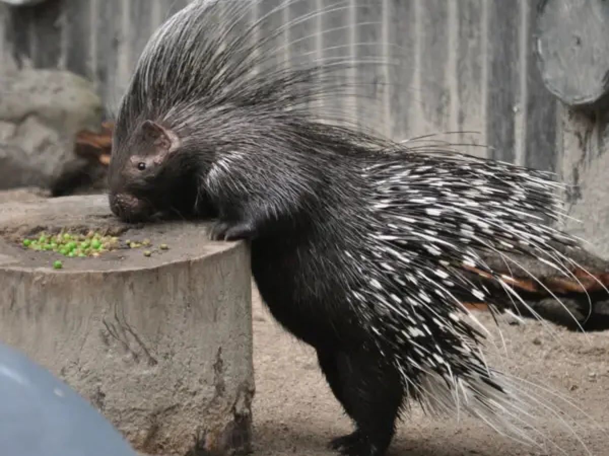 An image of a Cape Porcupine, eating seeds off a tree stump