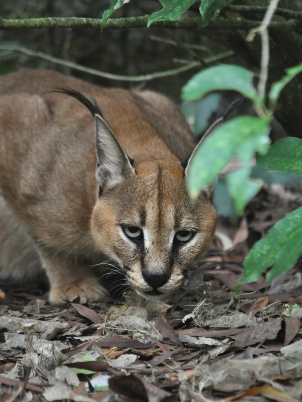 An image of a Caracal crouched low to the forest floor