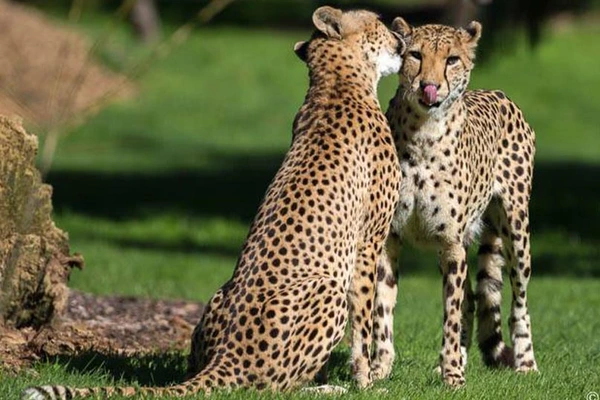 An image of two cheetahs grooming each other