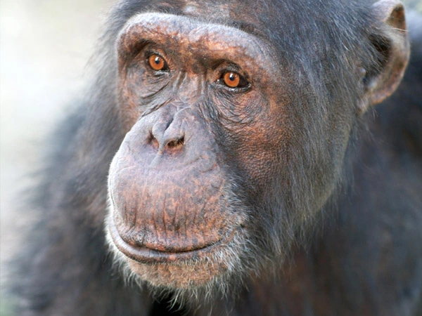 A close-up image of a Chimpanzee at Hamilton Zoo