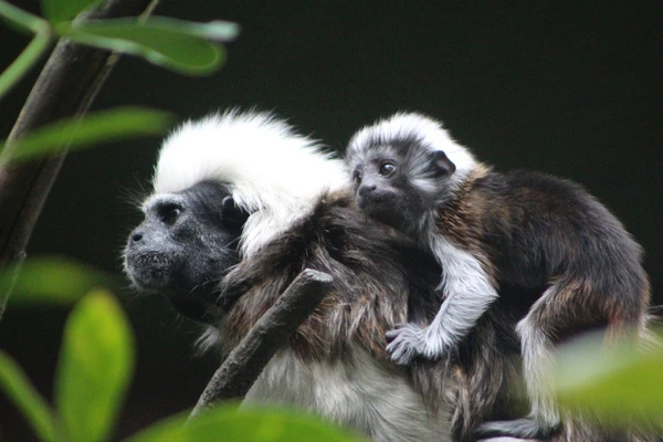 A baby Cotton-Topped Tamarin clinging to its parent's back