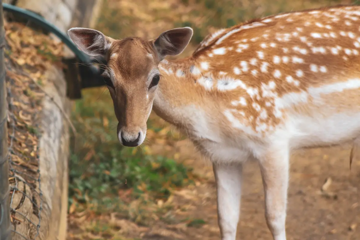 A fallow deer grazing at Hamilton Zoo