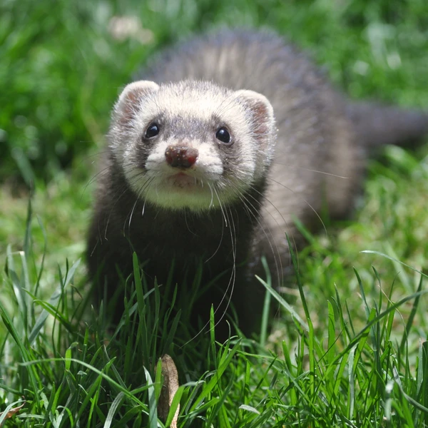 A ferret grazing at Hamilton Zoo