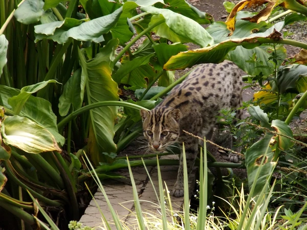 A fishing cat peering through foliage at Hamilton Zoo