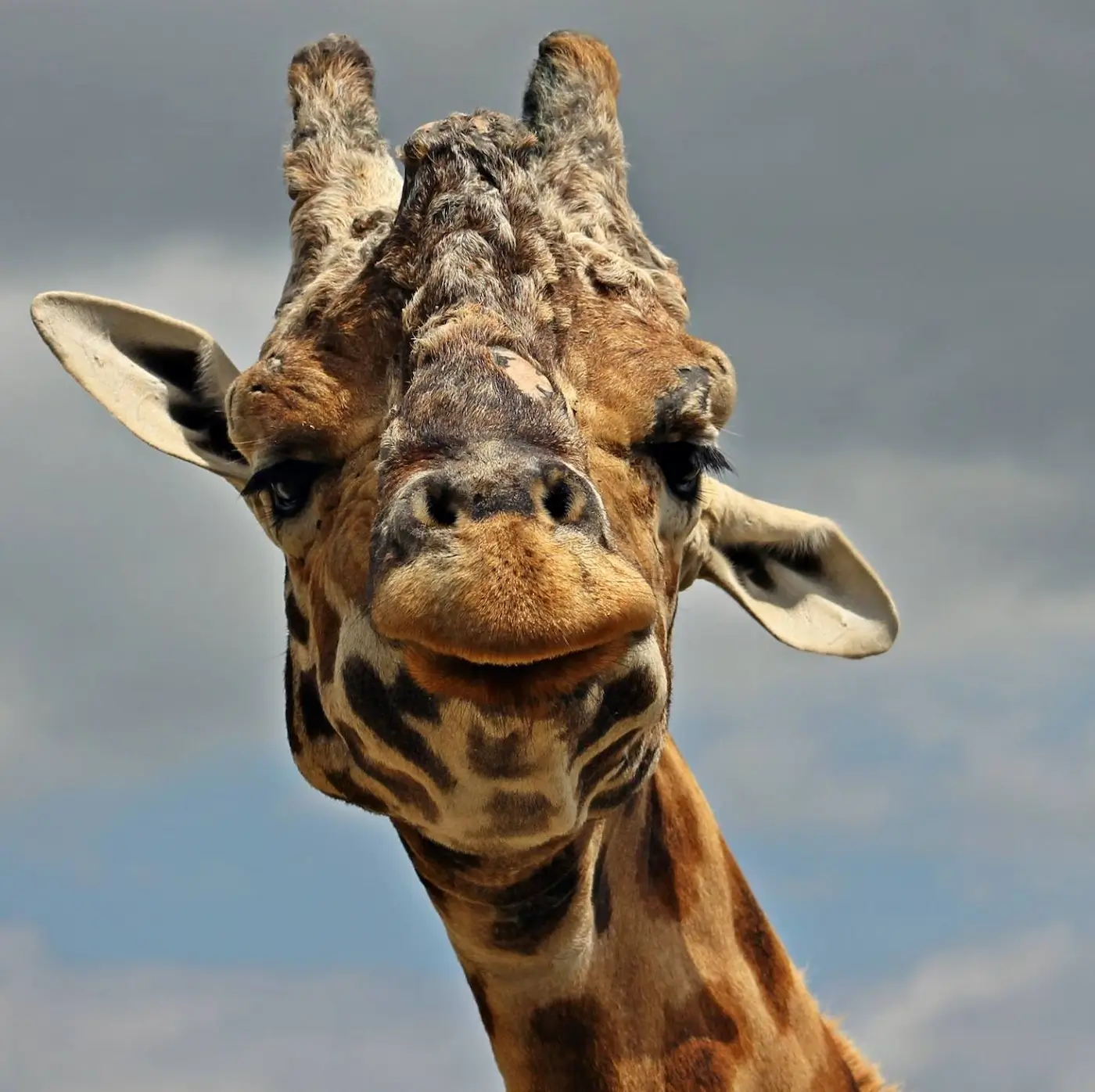 A close-up of a giraffe