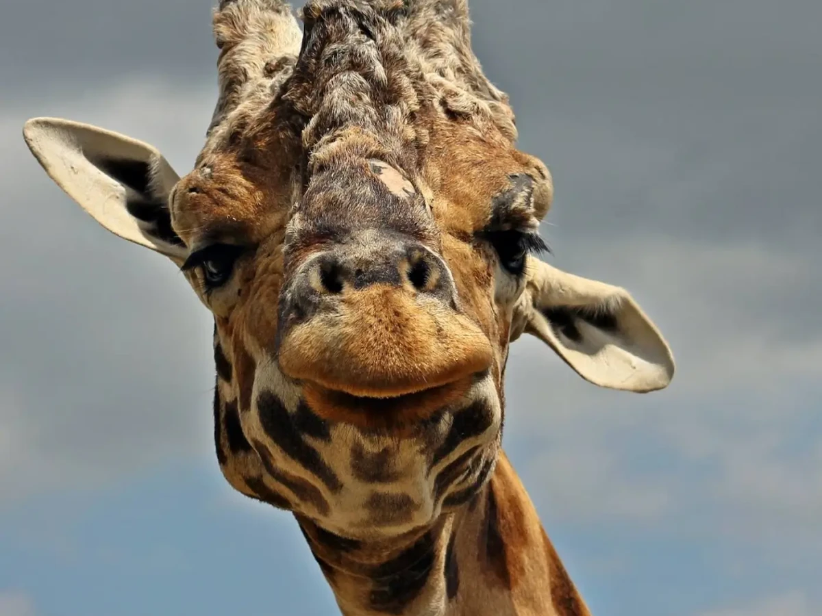 A close-up of a giraffe