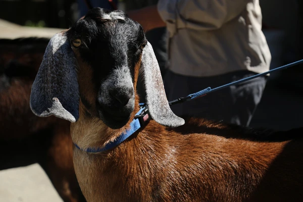 A goat on a lead at Hamilton Zoo