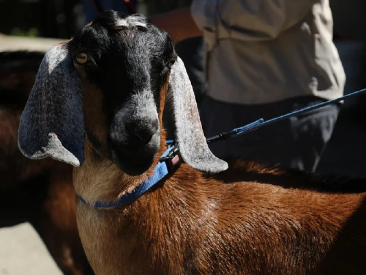 A goat on a lead at Hamilton Zoo