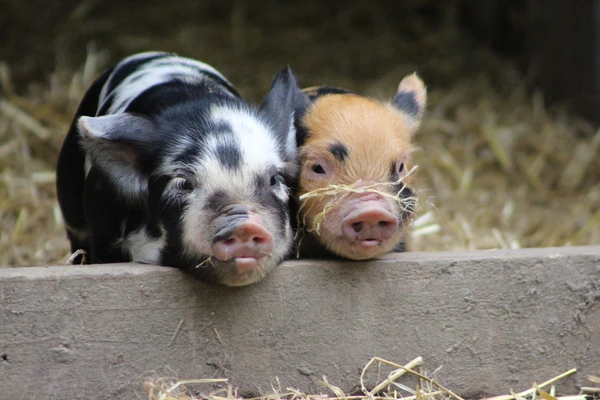 Two kune kune pigs in a sty at Hamilton Zoo