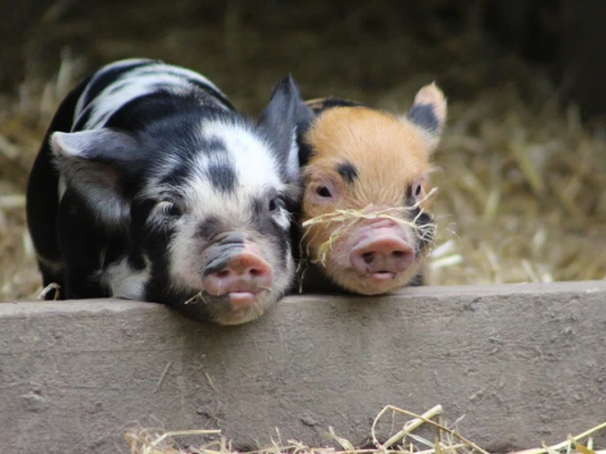 Two kune kune pigs in a sty at Hamilton Zoo