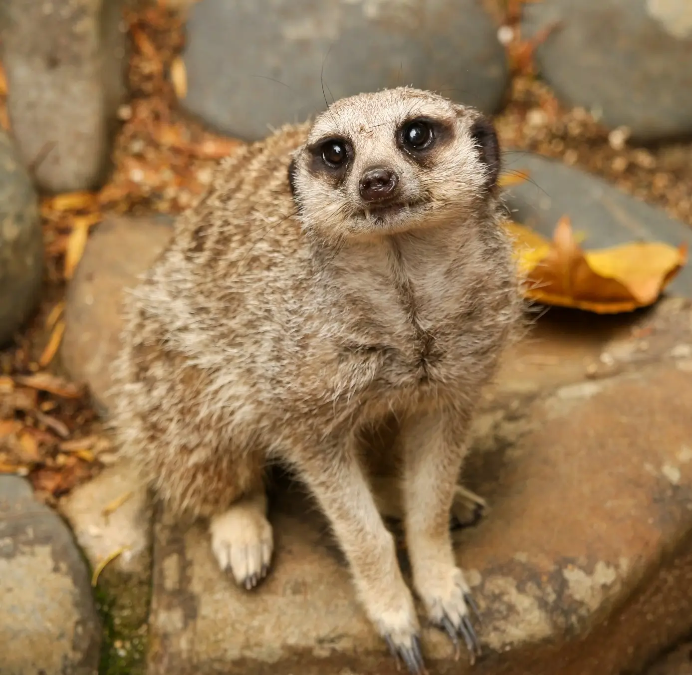 A meerkat sitting on a rock