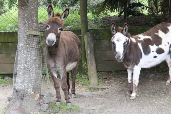 Two miniature donkeys in their enclosure at Hamilton Zoo