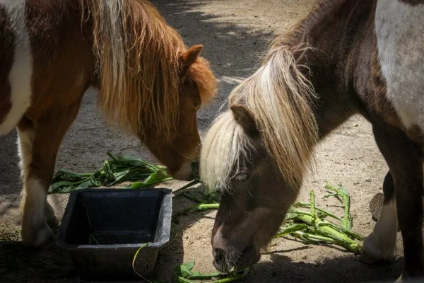 Two miniature ponies eating in their enclosure at Hamilton Zoo