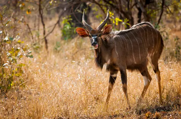 A nyala exploring grassy plains at Hamilton Zoo