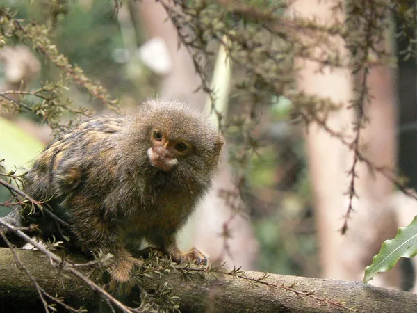 A pygmy marmoset sitting in a tree