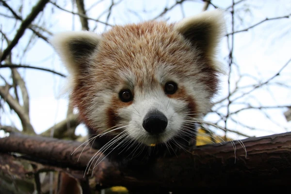 A red panda resting on a branch