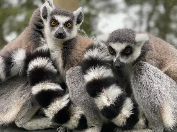 A group of ring-tailed lemurs huddling together