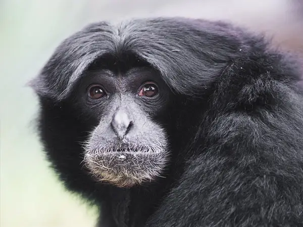 A close-up of a Siamang