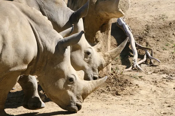 A group of southern white rhinos grazing in their enclosure