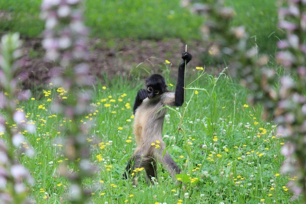 A spider monkey standing in the middle of a grassy enclosure