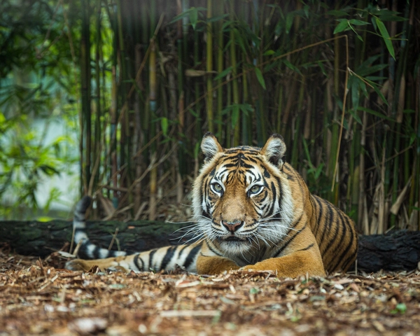 A Sumatran tiger relaxing in its enclosure at Hamilton Zoo