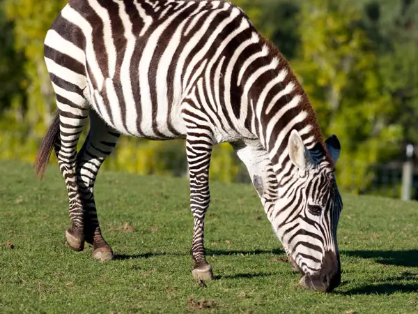 A zebra grazing at Hamilton Zoo