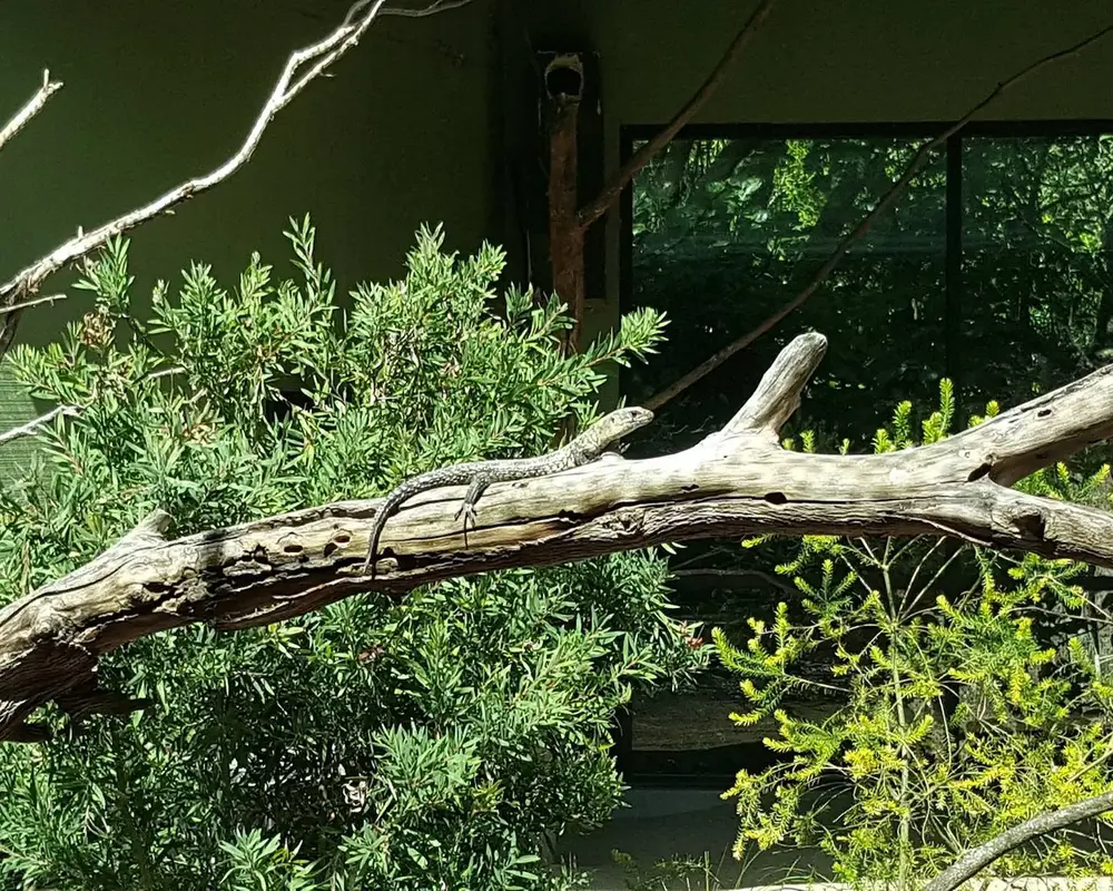 A Cunningham's skink sunning on a tree branch