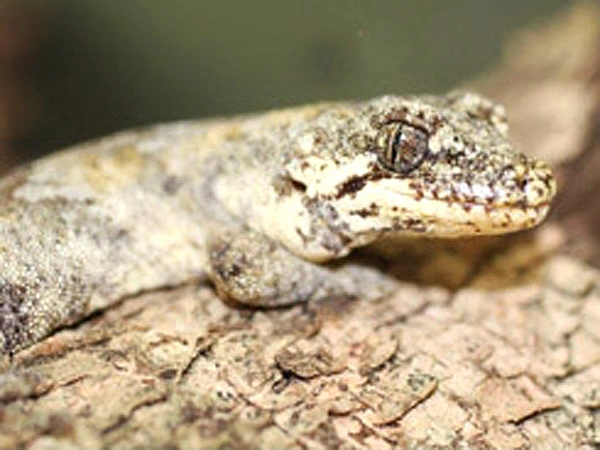 A forest gecko camouflaging against a tree branch