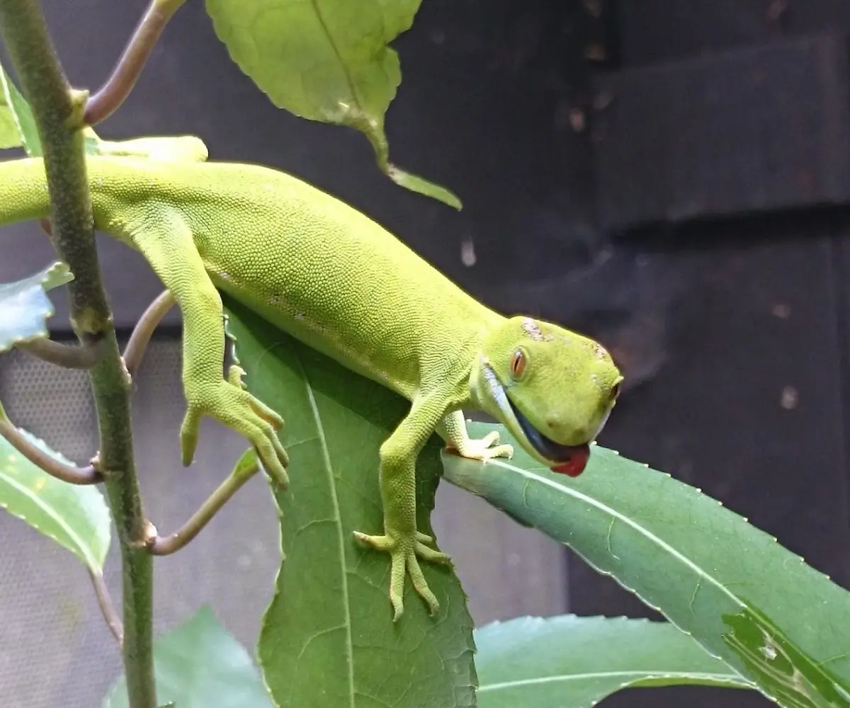 A green gecko perched on a leaf