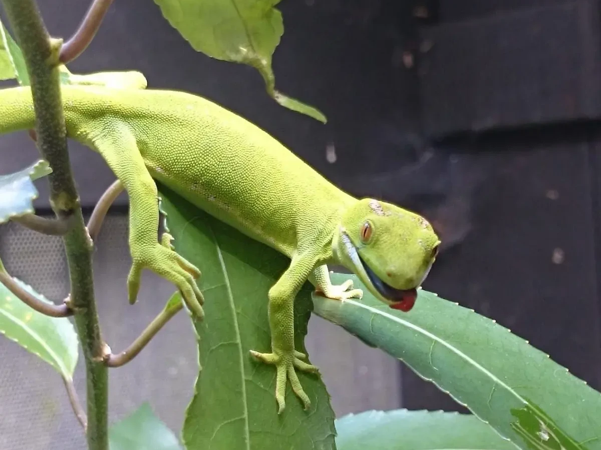 A green gecko perched on a leaf