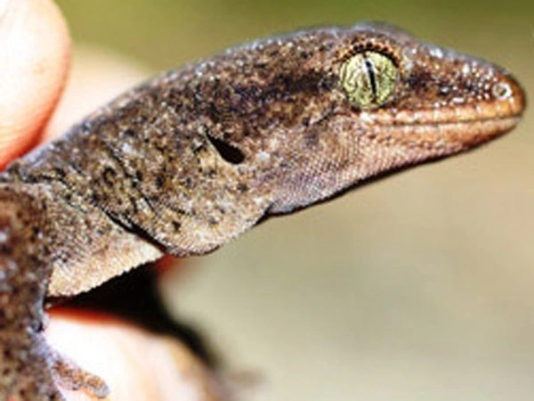 A close-up of a common gecko being held by a keeper