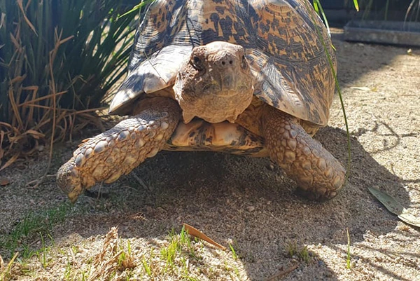 A leopard tortoise in the sun at Hamilton Zoo