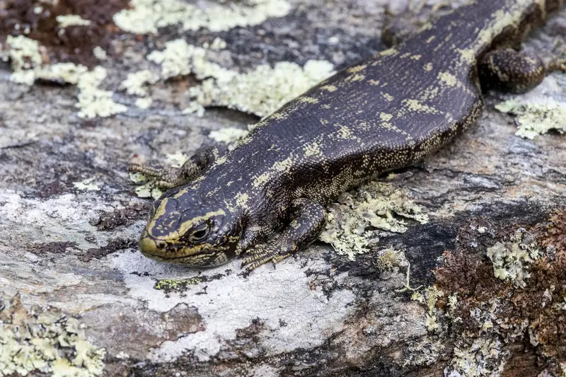 An Otago skink sunbathing on a mossy rock