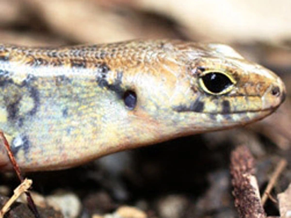 A robust skink amongst leaf litter