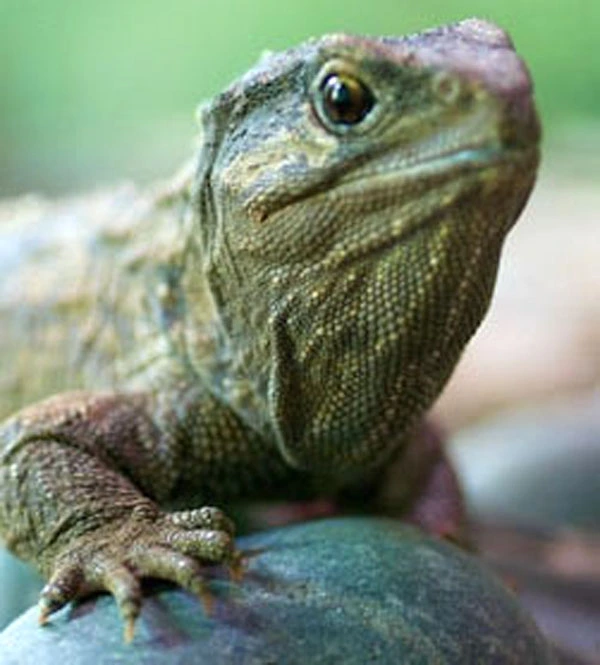 A tuatara perched on a rock at Hamilton Zoo