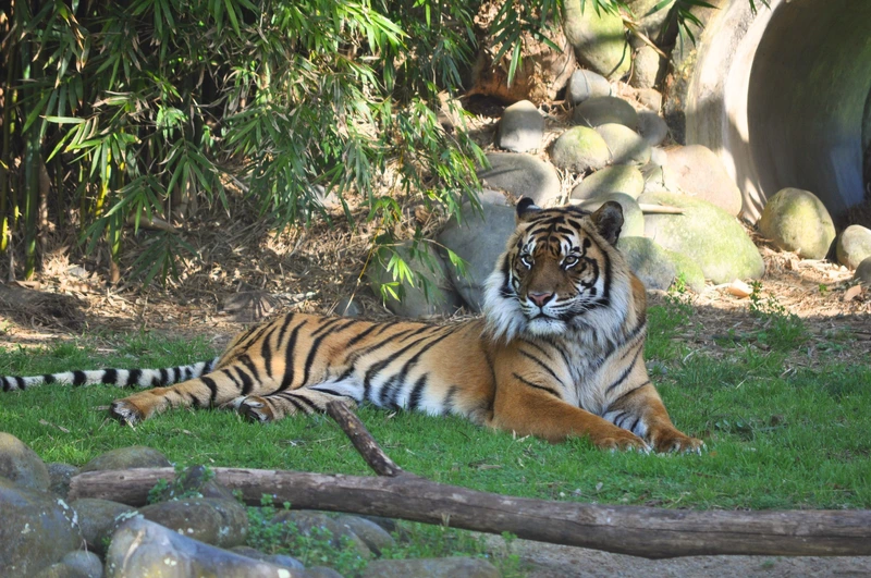 A tiger called Kirana resting