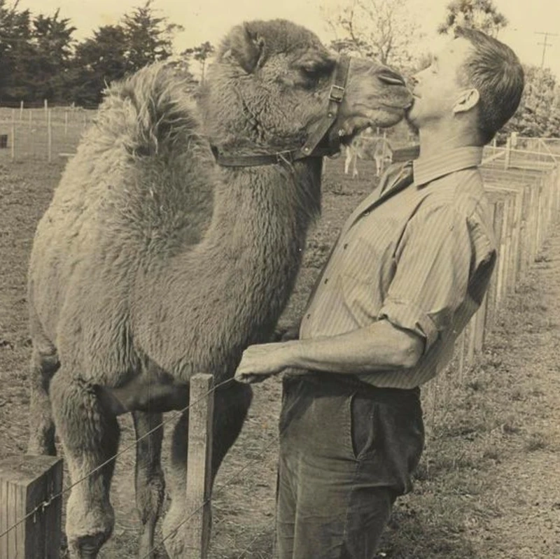 Murray Powell with a camel