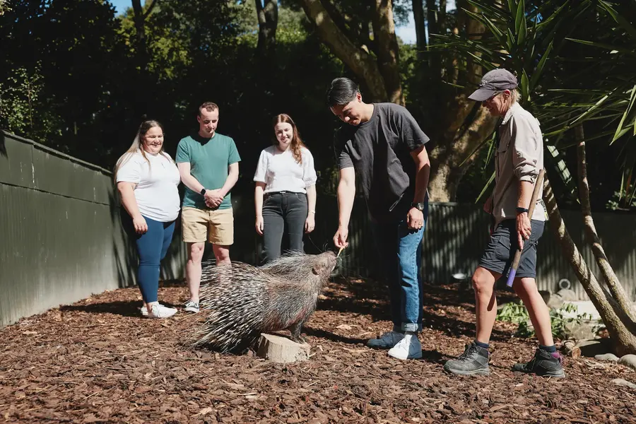 A group of people getting up close with a cape porcupine