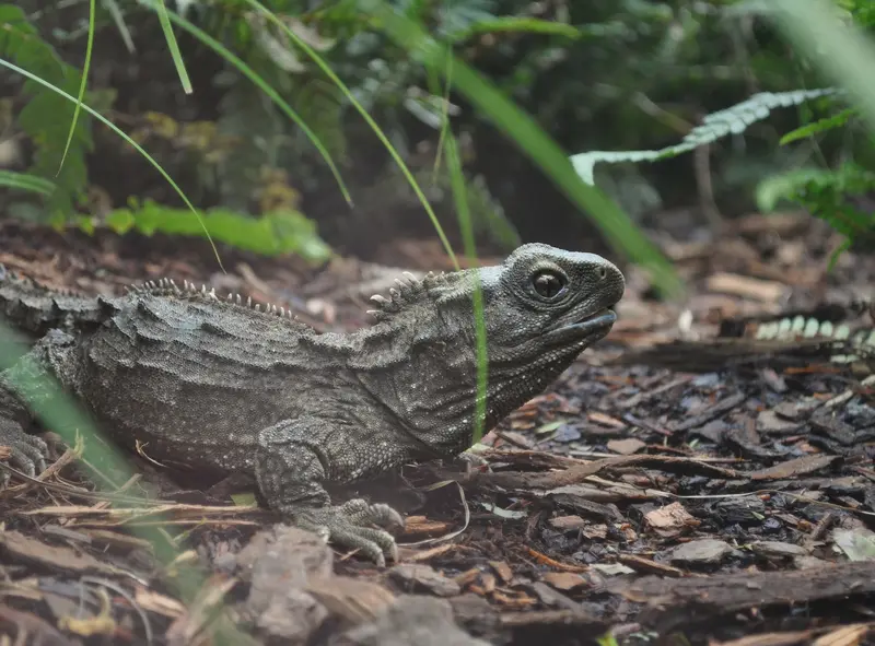 A tuatara walking through leaf litter