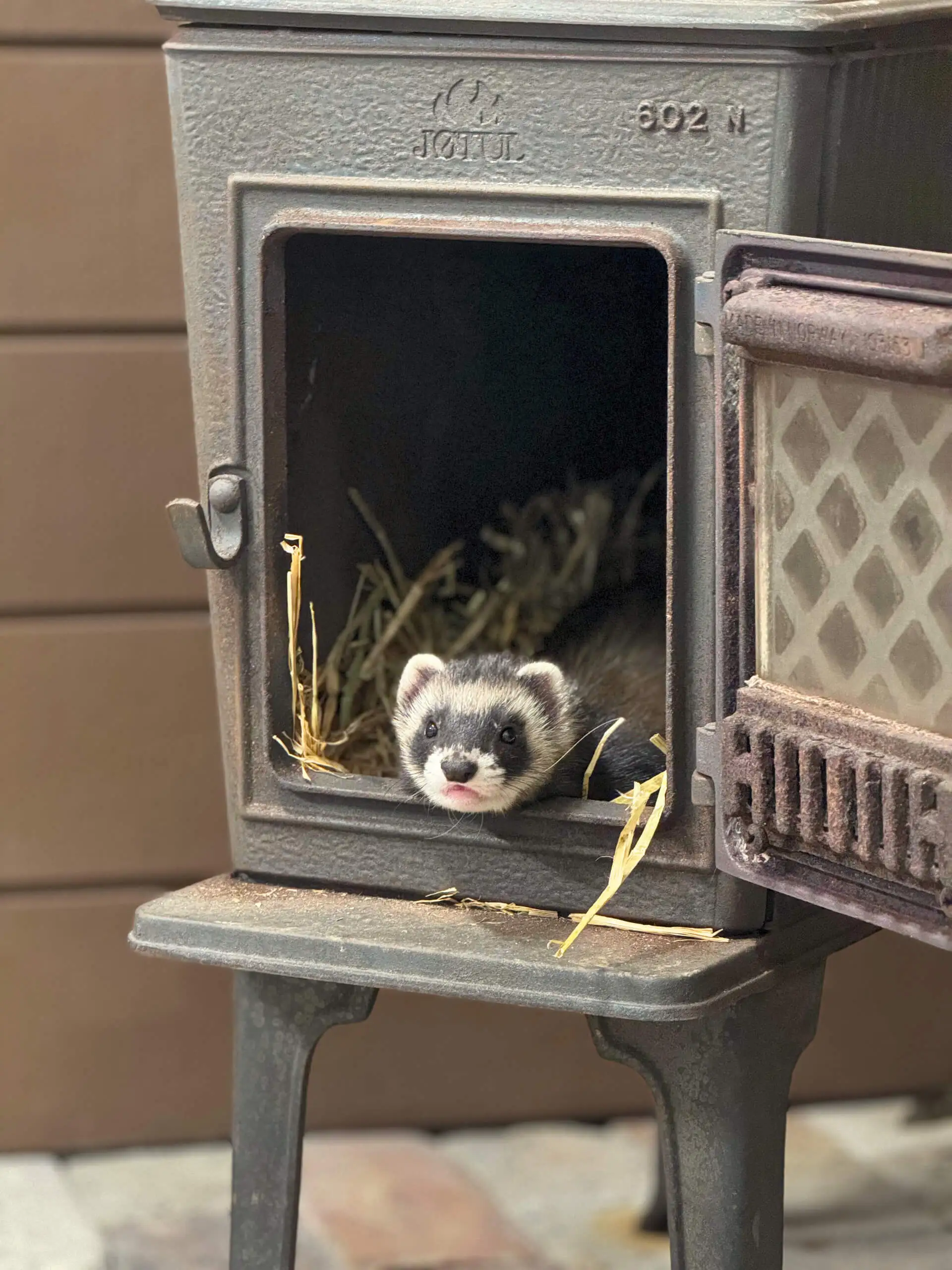 A ferret curled inside a fireplace filled with straw