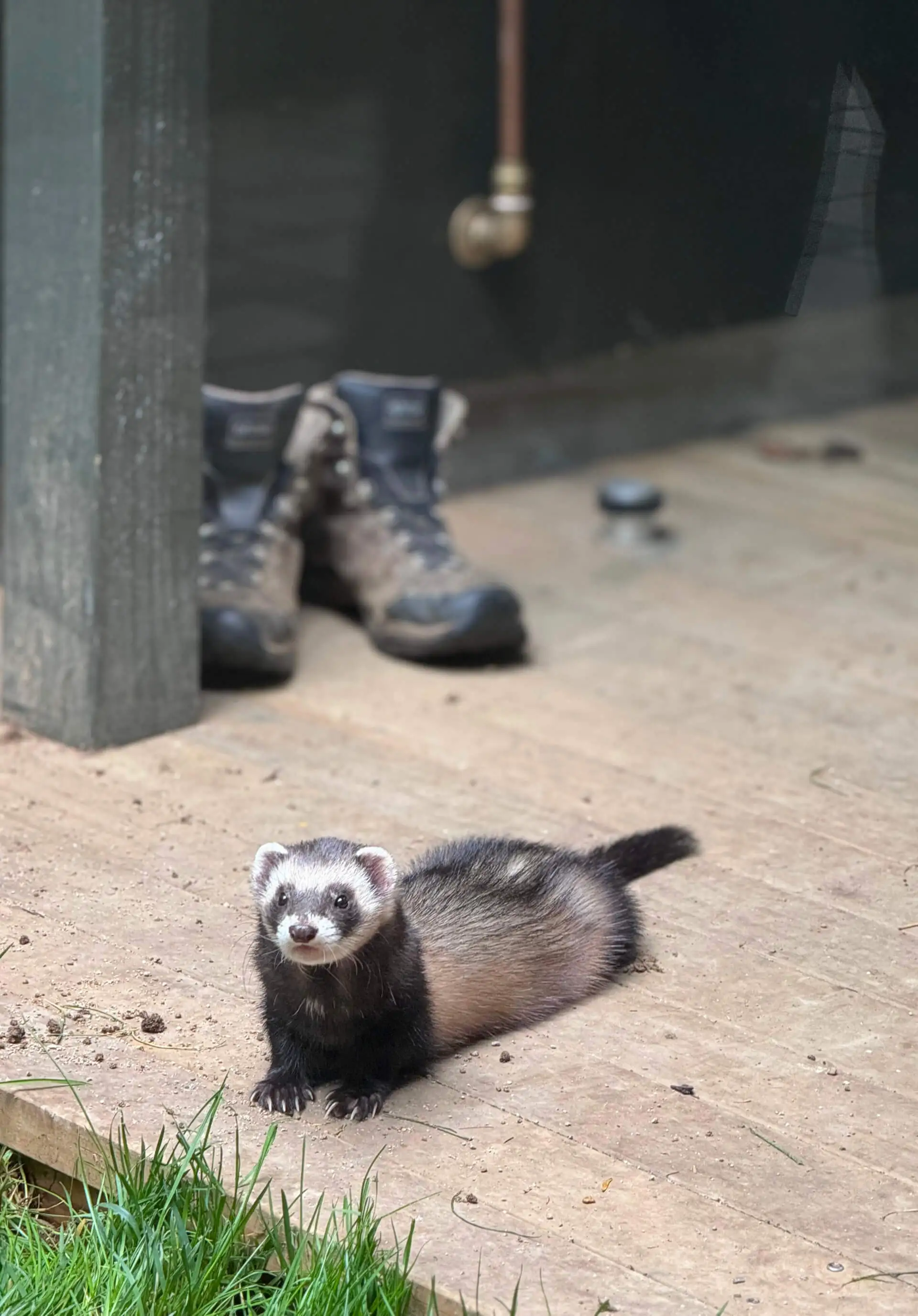 A ferret lying on the deck inside its exhibit at Hamilton Zoo