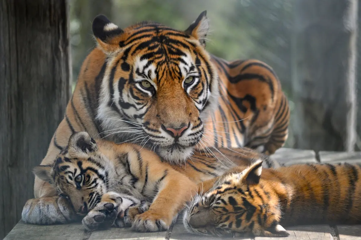 A tiger resting with their cubs at Hamilton Zoo