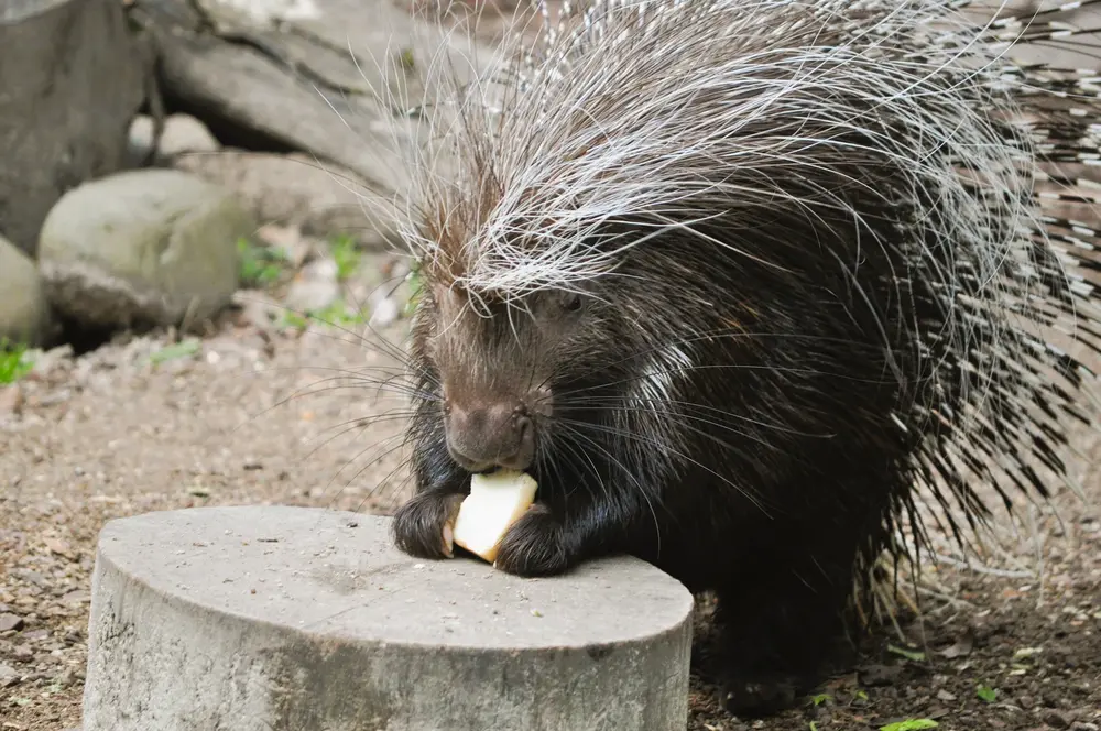 A cape porcupine eating on top of a stump