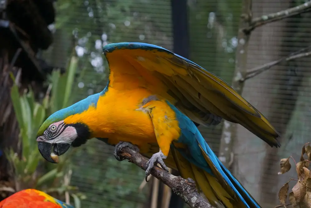 A blue and yellow macaw with its wings spread