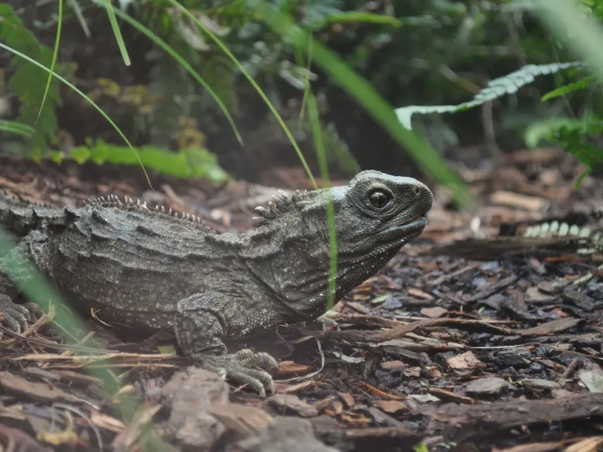 A tuatara sitting on leaf litter