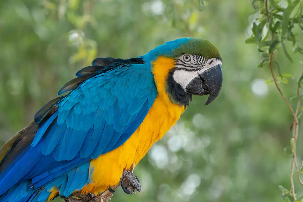 A blue and yellow macaw