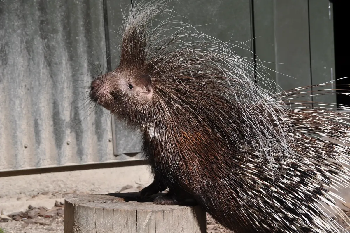 A cape porcupine perched on a stump