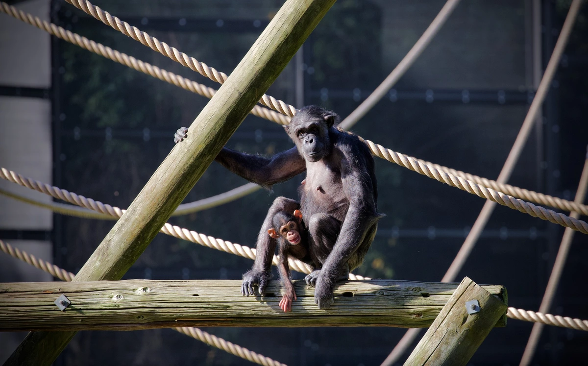 Two chimps sitting on a beam