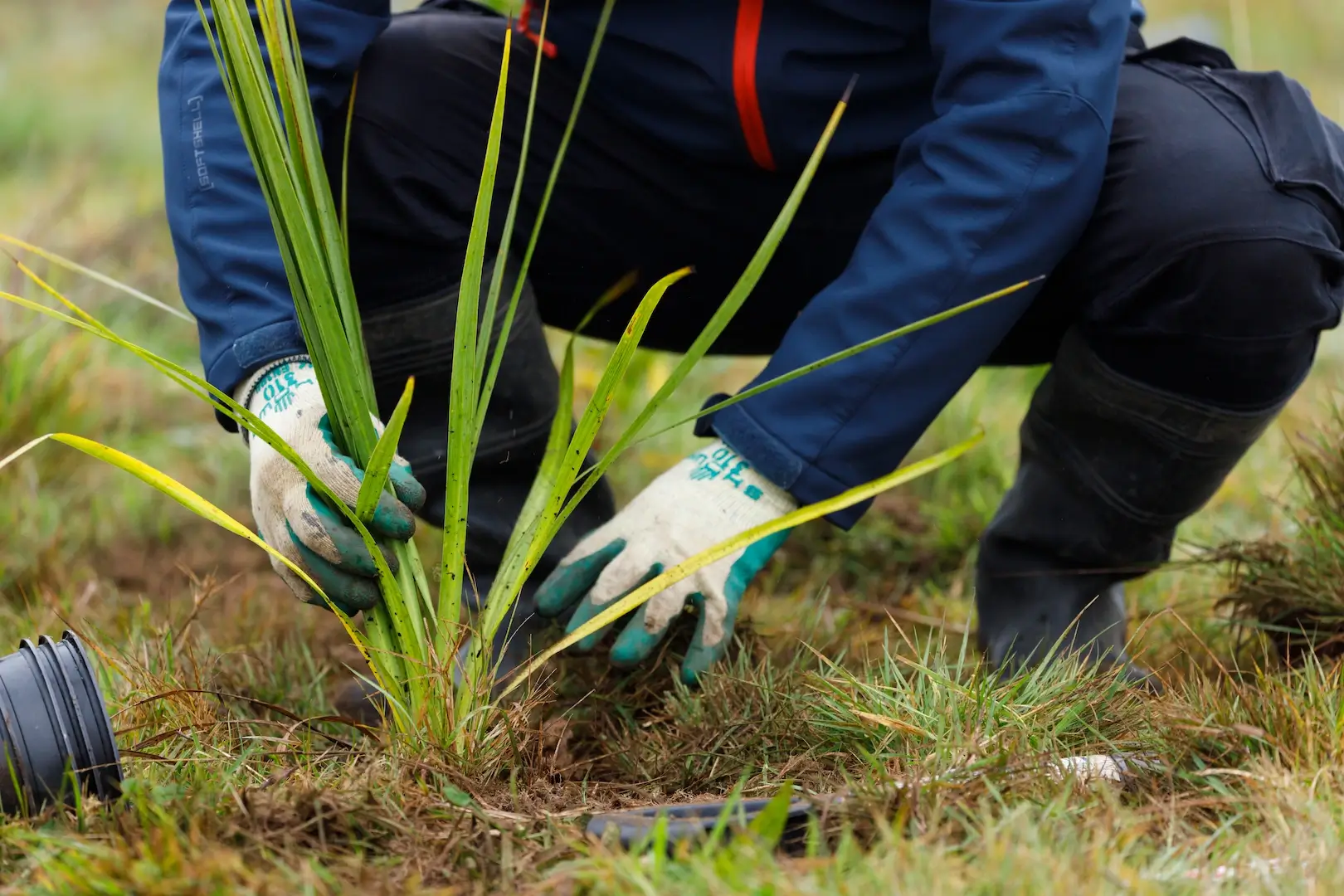 A person planting a sapling at Hamilton Zoo